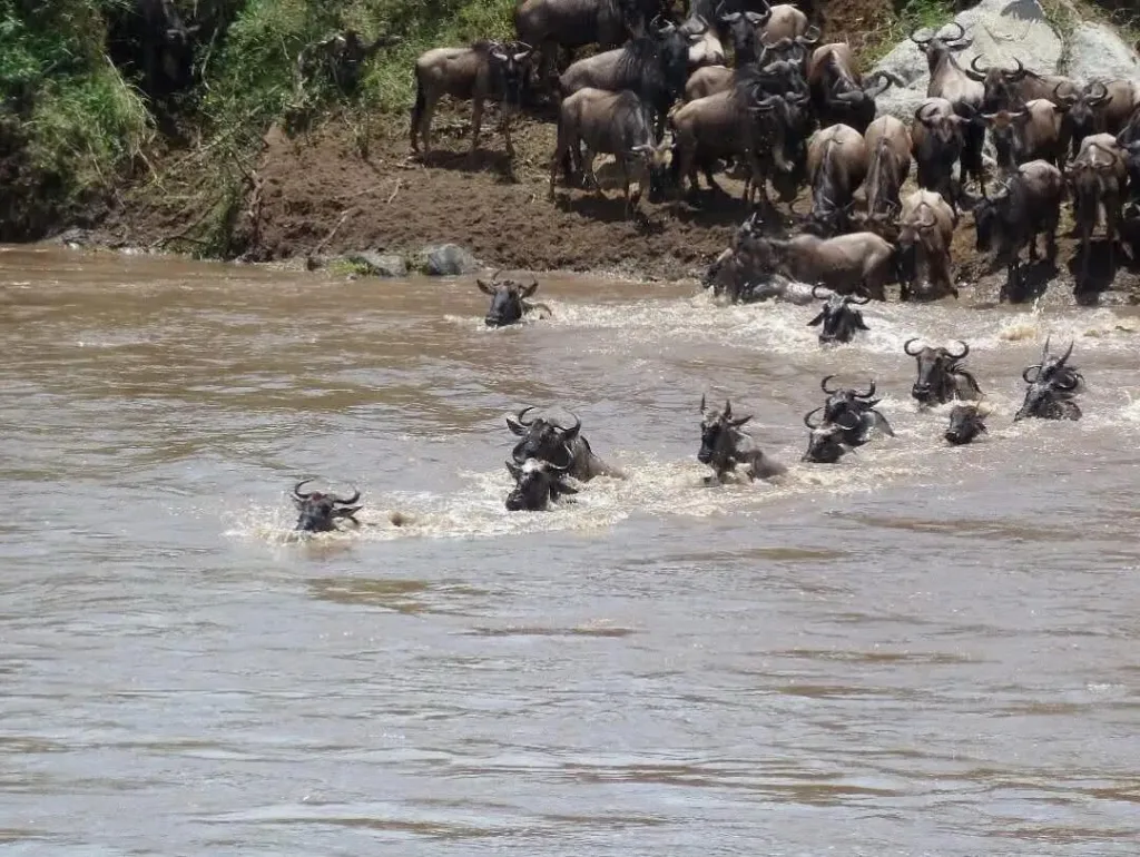 Witness Great Migration - Tanzania Safari Experience
