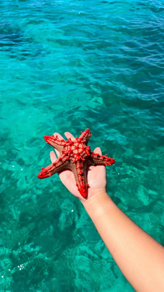 Request a Zanzibar Vacation Free Quote Zanzibar Excursions Photo - Tanzania Safari Experience