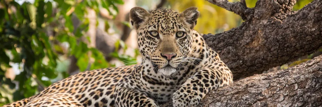 Tanzania Safari Experience - Tanzania Safari Specialist