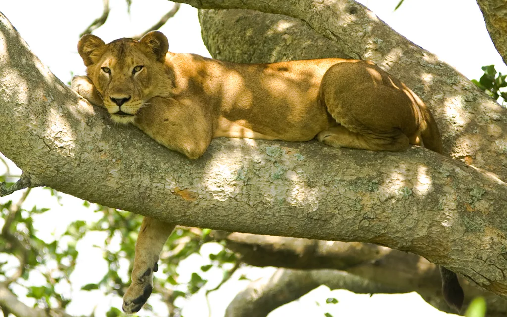 Lake Manyara National Park - Home of Tree-Climbing Lions