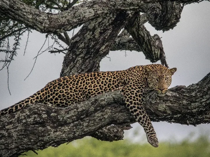Leopard, photographed in the Serengeti, East Africa, by Tanzania Safari Experience team in 2025
