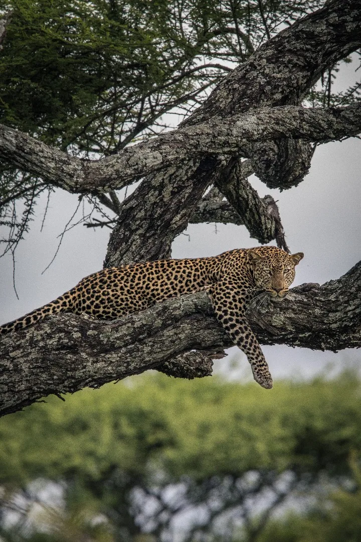 Leopard, photographed in the Serengeti, East Africa, by Tanzania Safari Experience team in 2025