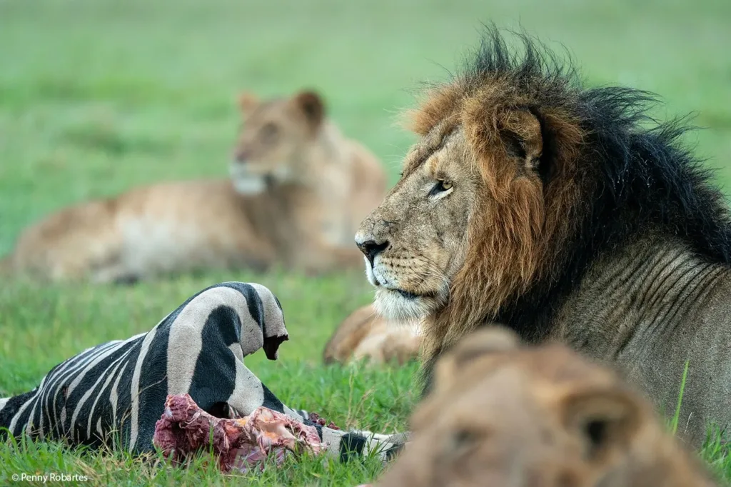 Masai Mara - Tanzania Safari Experience