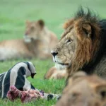 Masai Mara - Tanzania Safari Experience