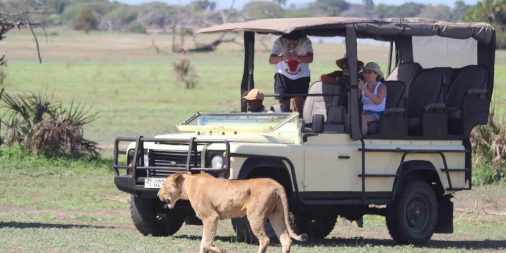 Mikumi National Park Safari Game Drive