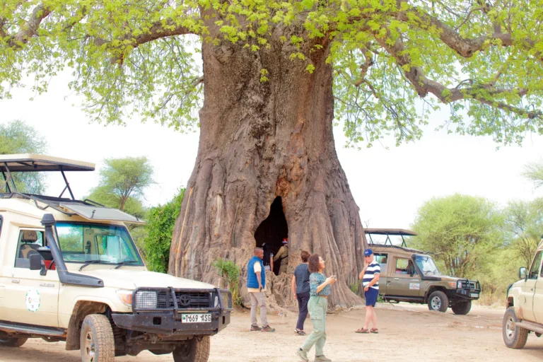 Tarangire Central Game Drive - Tanzania Safari Experience