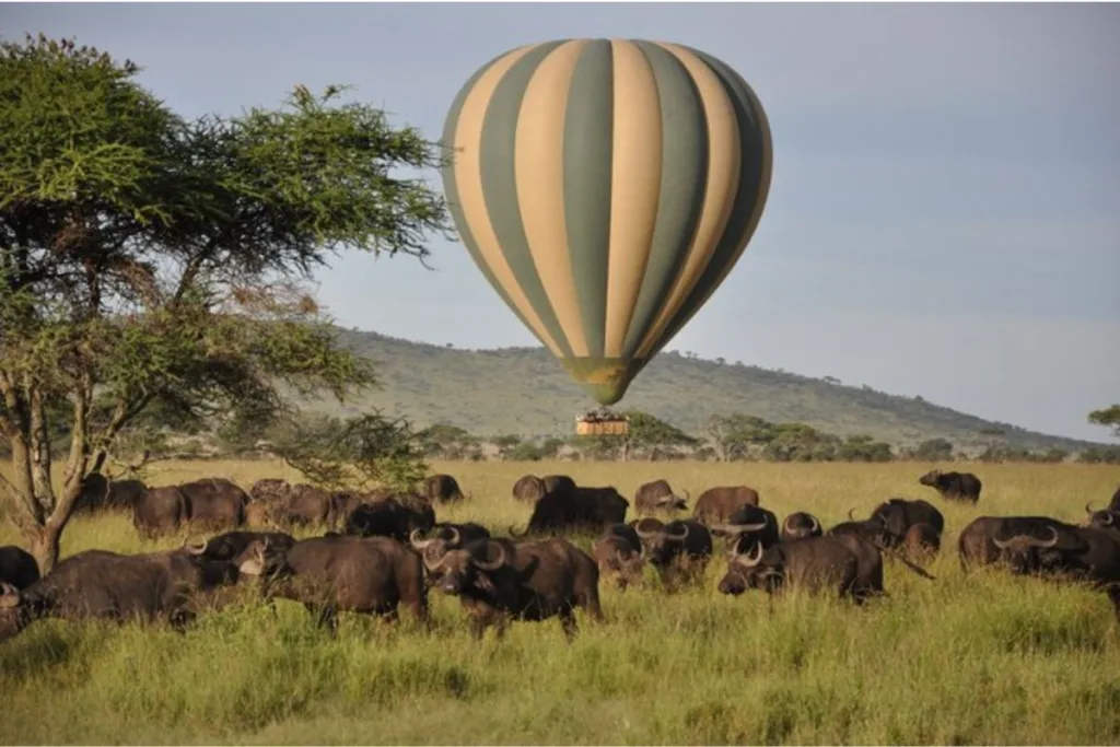 Tarangire Hot Air Balloon Safari - Tanzania Safari Experience