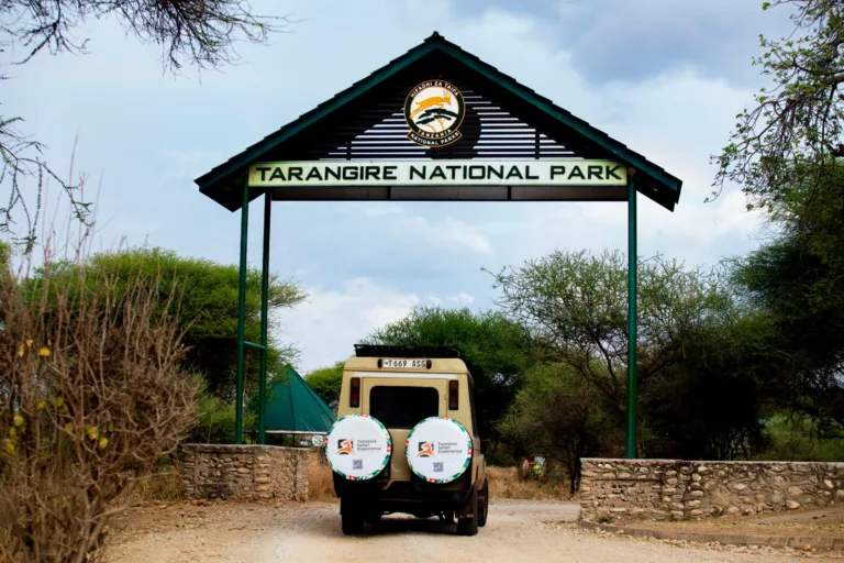 Tarangire National Park - Tanzania Safari Experience