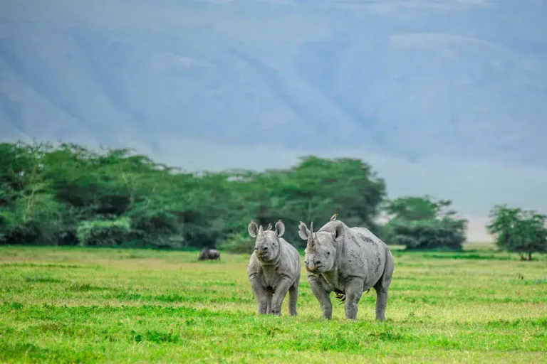 The Ngorongoro Crater Day Trip From Arusha or Zanzibar