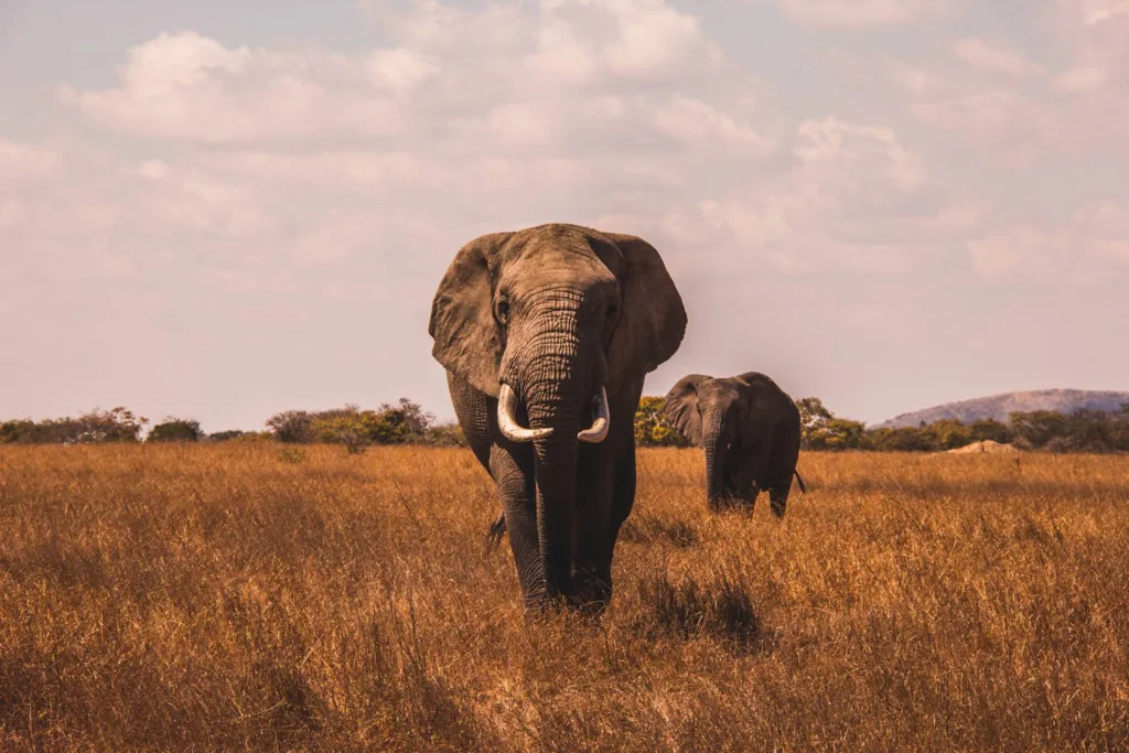 The Ngorongoro Crater Day Trip From Arusha or Zanzibar