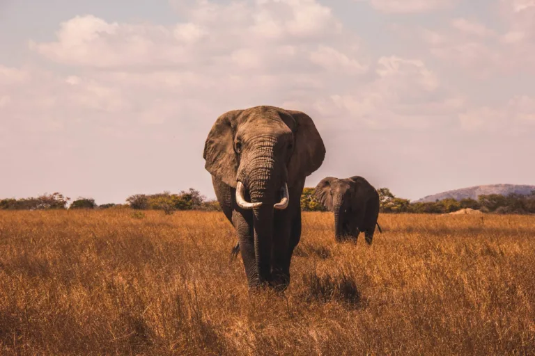 The Ngorongoro Crater Day Trip From Arusha or Zanzibar