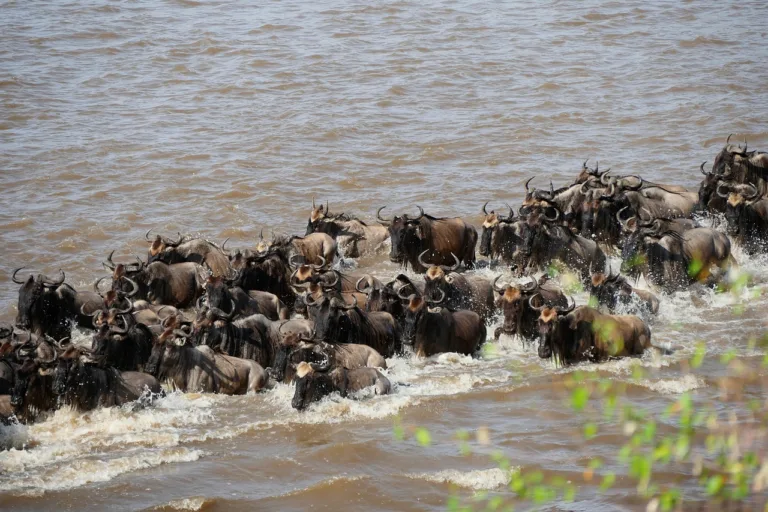 Where Is Kogatende ? | Northern Serengeti Safari