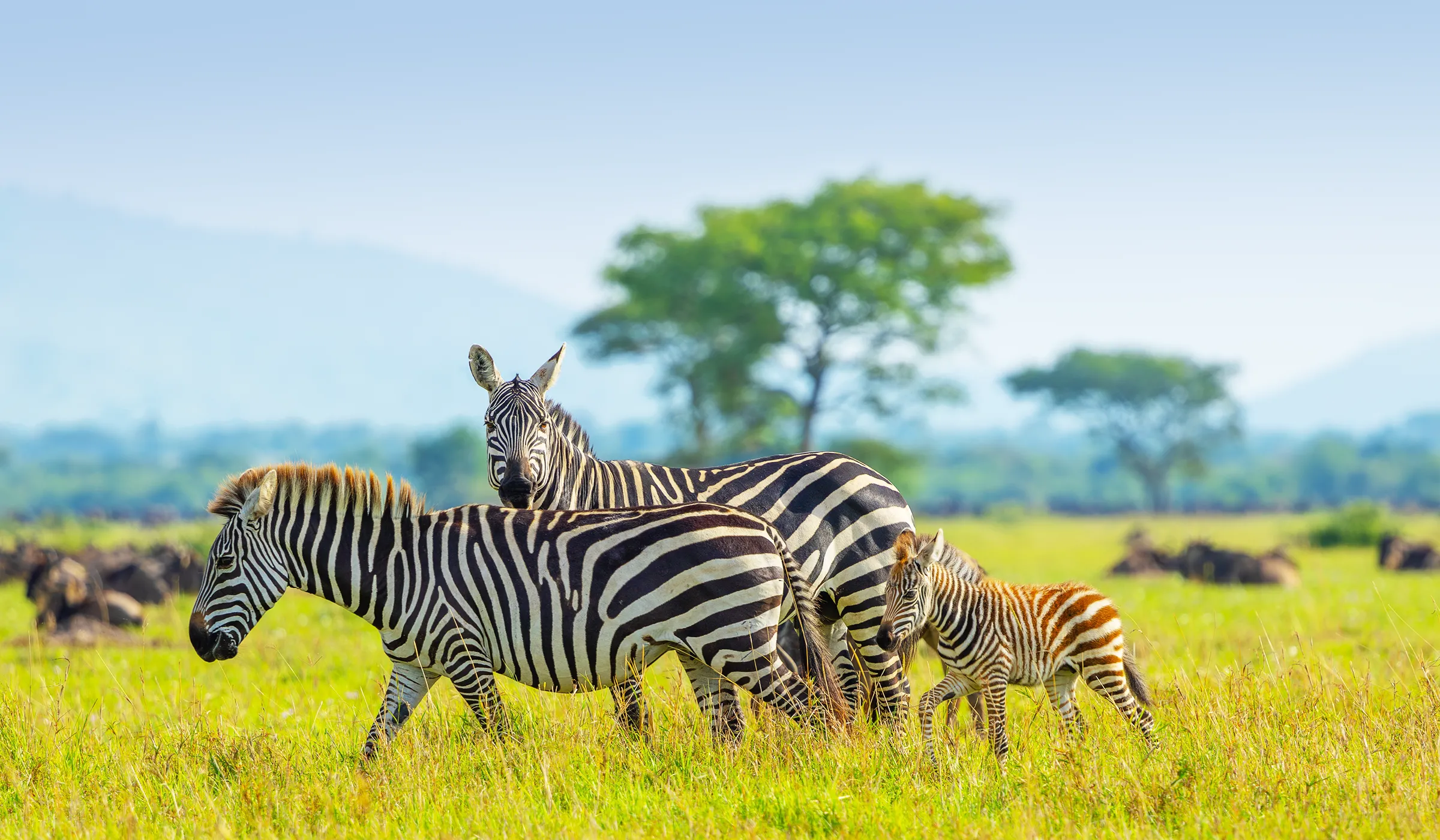 Read more about the article Best Time to Visit Tanzania Safari