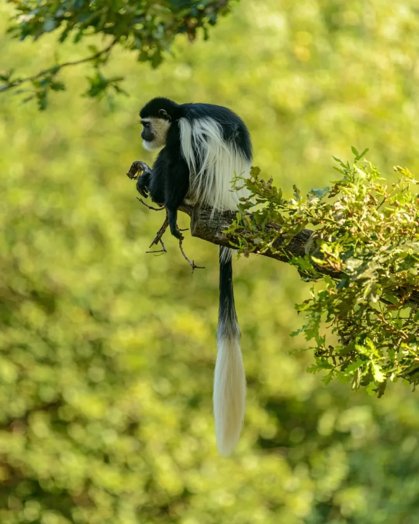 Colobus Monkey in Arusha National Park