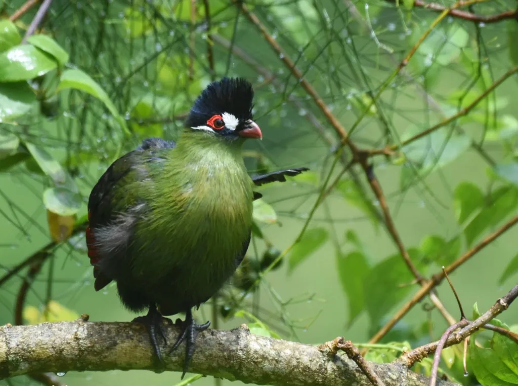 Hartlaub turaco in Arusha National Park