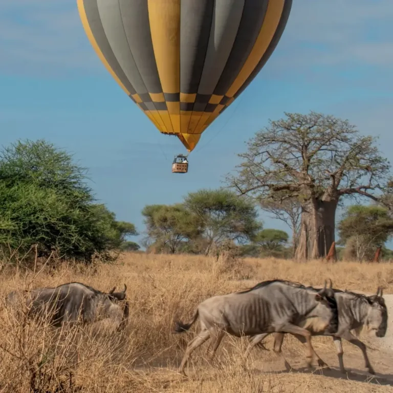 Tarangire National Park - Tanzania Safari Experience