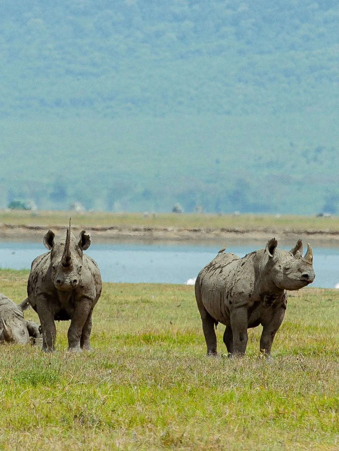 Ngorongoro Crater Safari - Tanzania Safari Experience