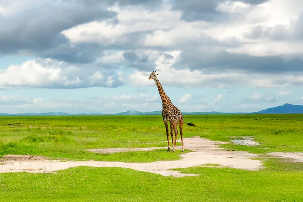 Katavi National Park Tanzania
