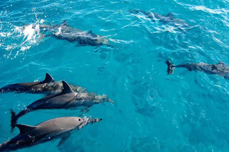 Kizimkazi Dolphin Tour in Zanzibar
