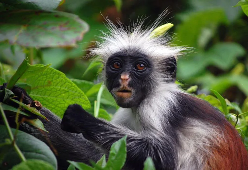Jozani Forest (Red Colobus Monkeys) | Zanzibar Experience