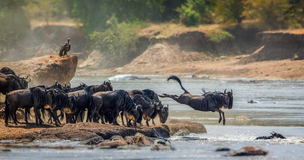 River Crossings Wildebeest Migration