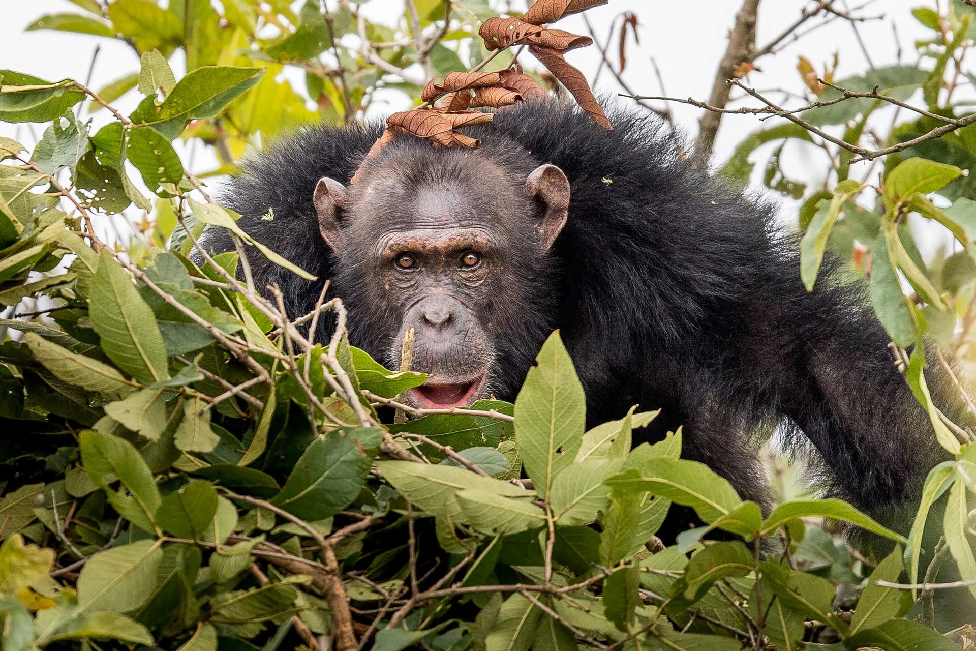 Rubondo Island National Park Tanzania.