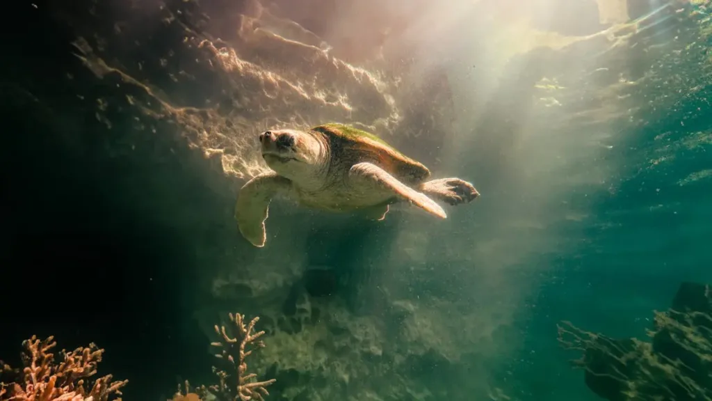 Swimming with Turtles in Zanzibar
