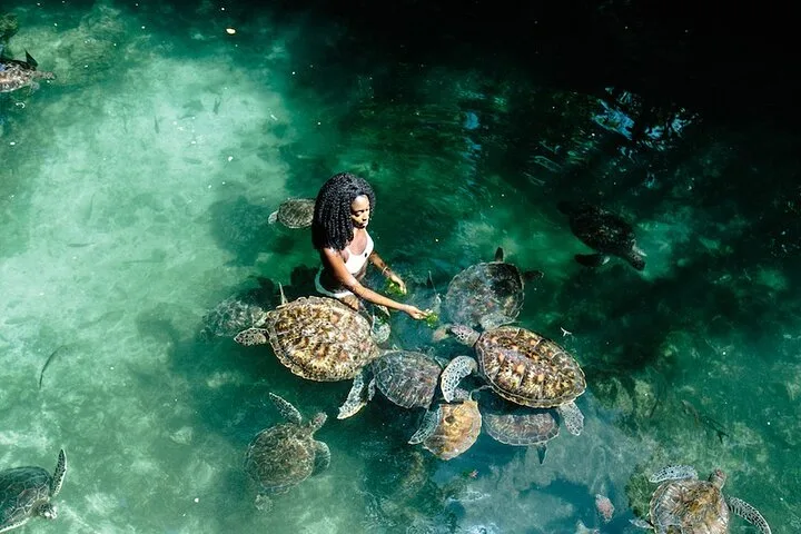 Swimming with Turtles in Zanzibar Photo