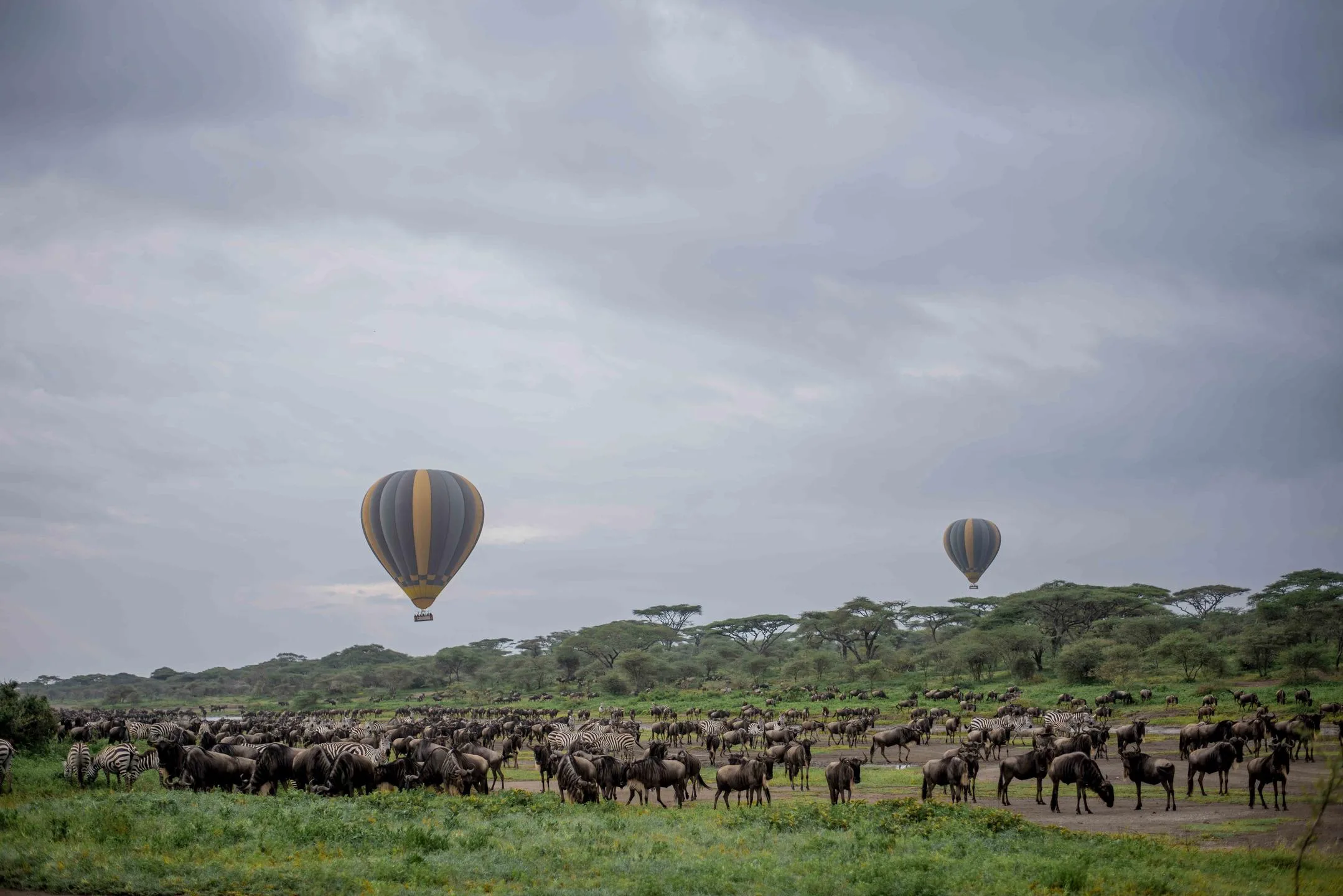 Read more about the article Tanzania Safari in January