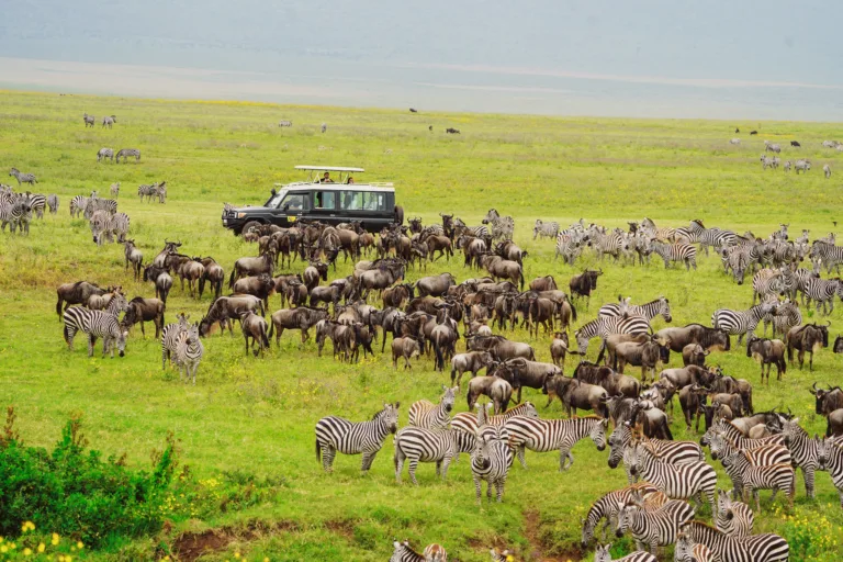 Tanzania Safari Itineraries for 7–10 Days