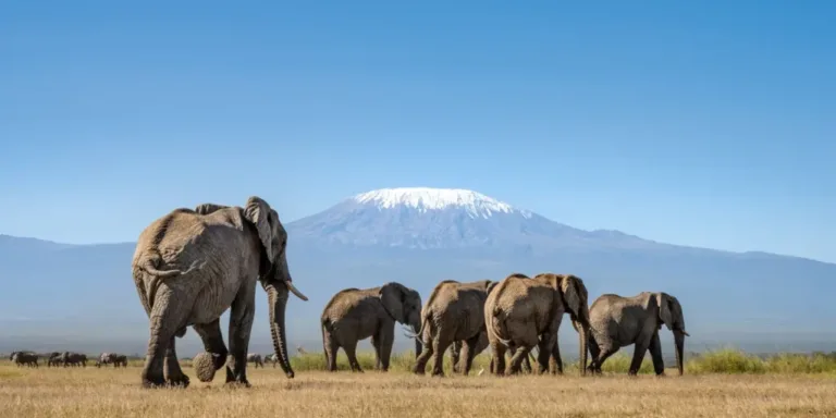 Is Tanzania or Kenya better for safari?