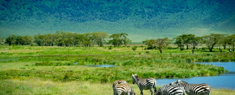 Highly Recommend for the Best Tanzania Safari Tours