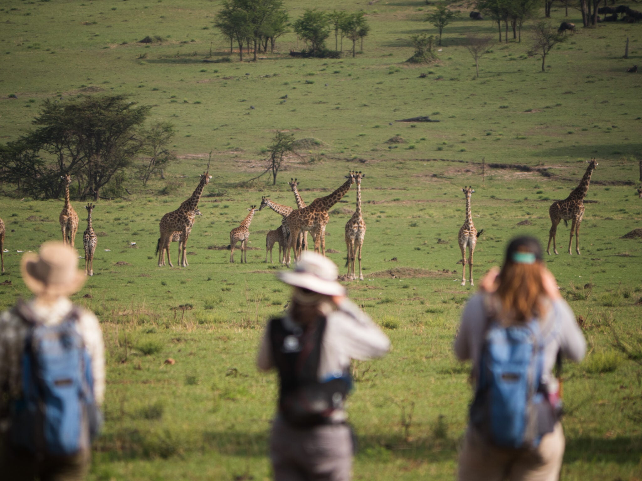 A guided walking safari group traversing the Serengeti plains during the dry season in Tanzania.