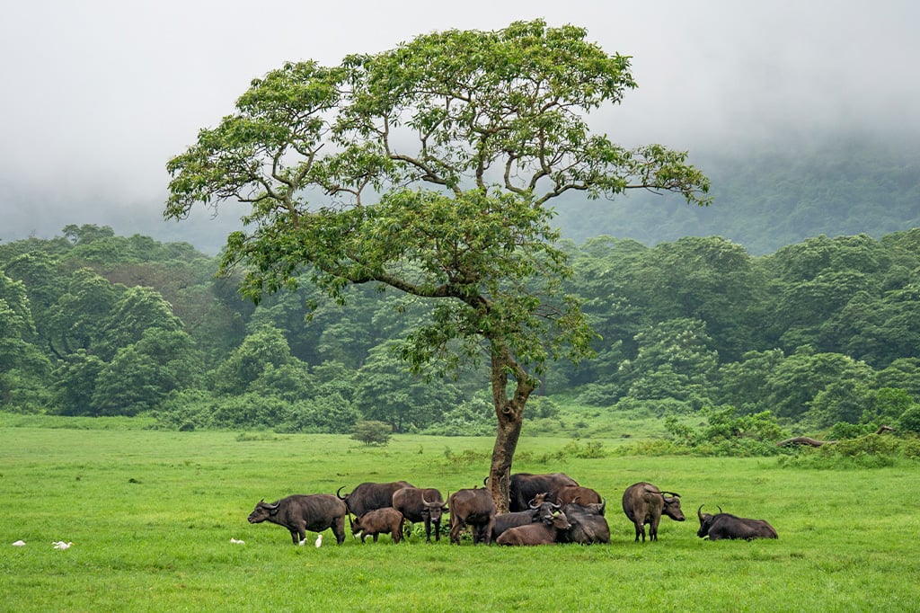 Where is the best safari in Tanzania to see the Big 5? Cape buffalo at Arusha National Park
