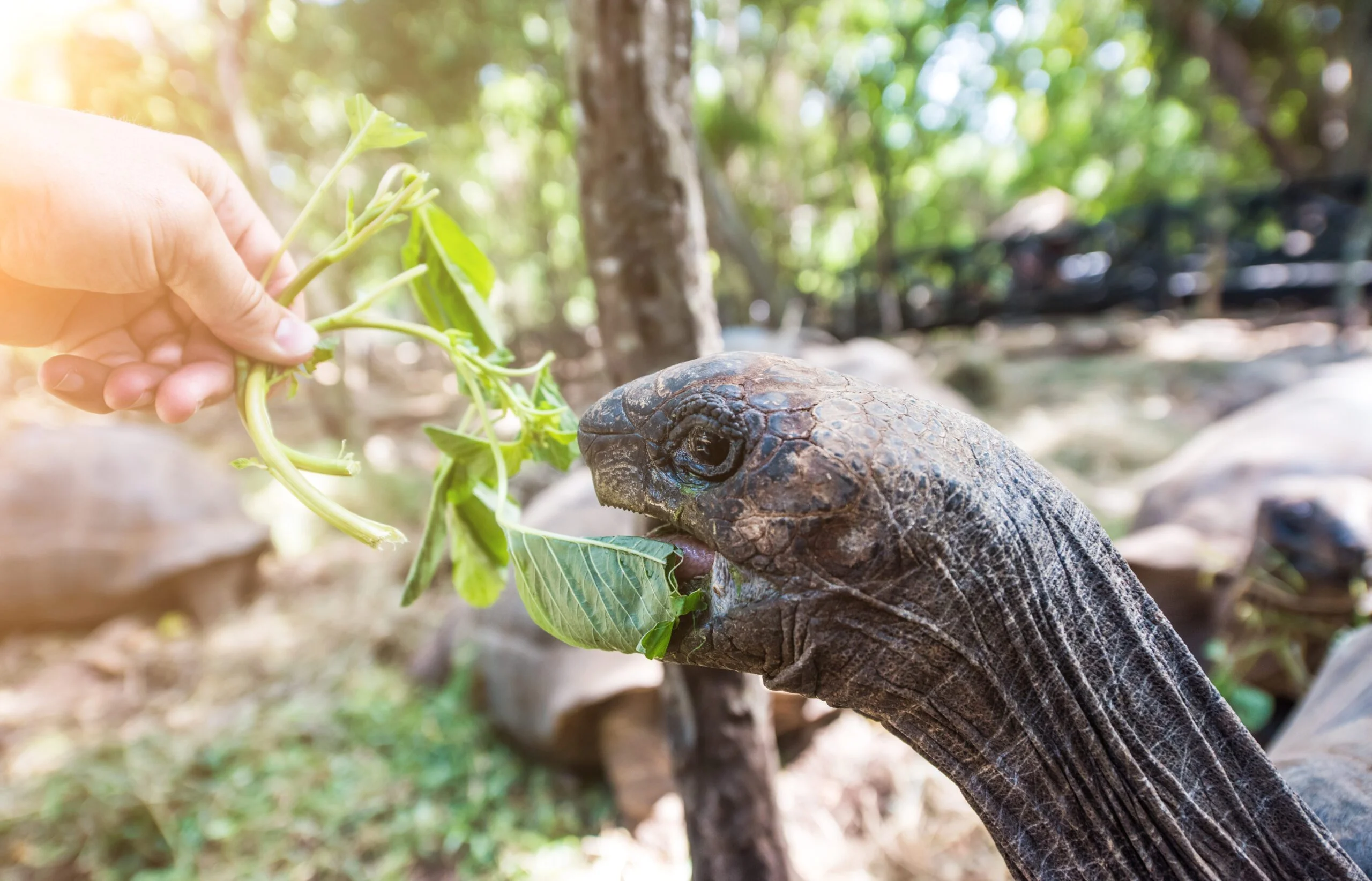 Child feeding Aldabra giant tortoise on Prison Island Zanzibar.