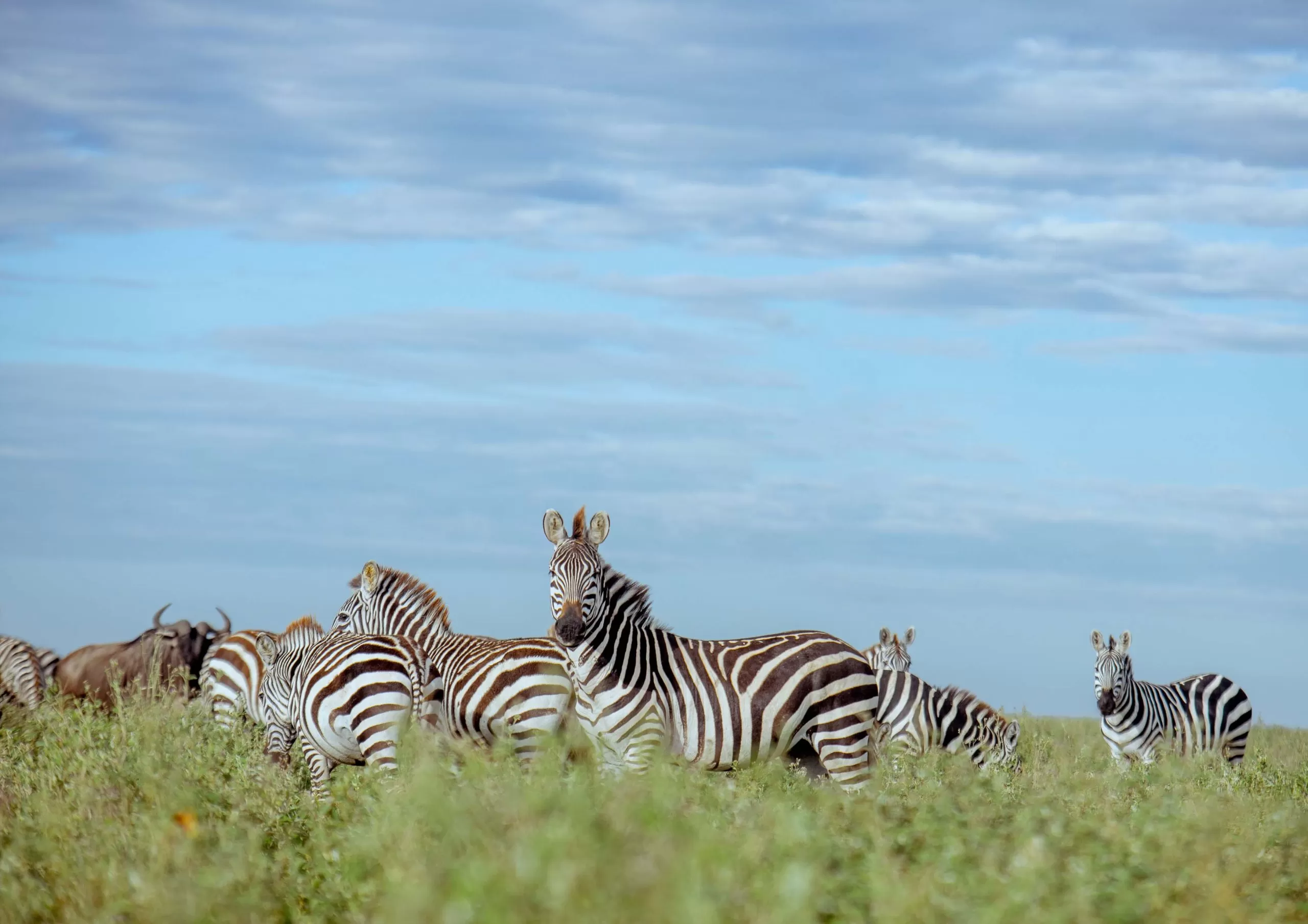 Read more about the article Can I Get a Free Safari Quote Without Booking?
