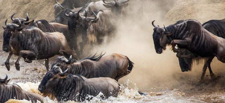 Is Kenya or Tanzania better for Great Migration?