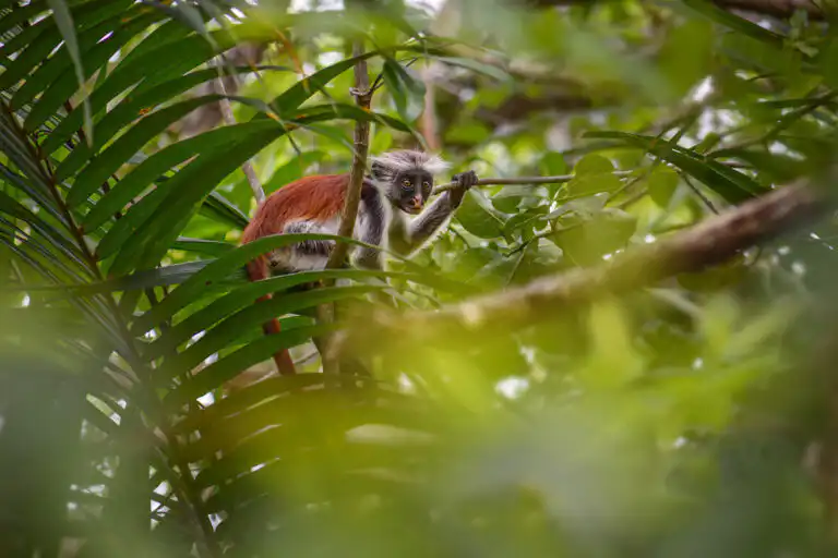 Jozani Forest — Zanzibar Experience