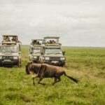 Tanzania Safari Itinerary 7 Days A Tanzania Safari Experience 4x4 vehicle observing the Great Migration in the Serengeti.