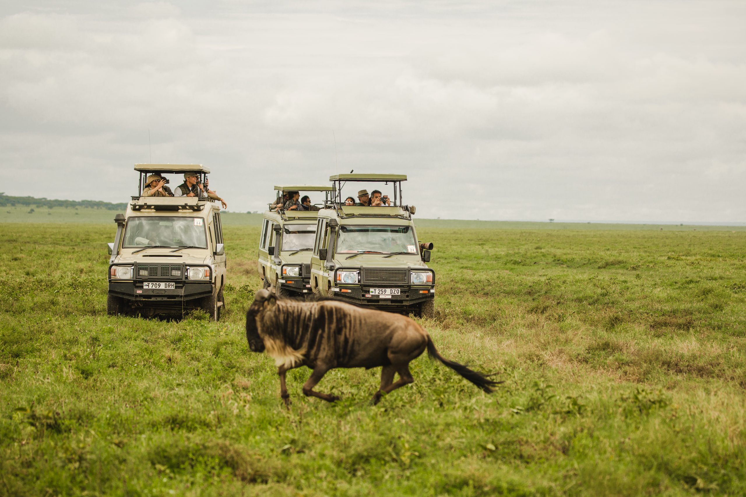 A Tanzania Safari Experience 4x4 vehicle observing the Great Migration in the Serengeti.