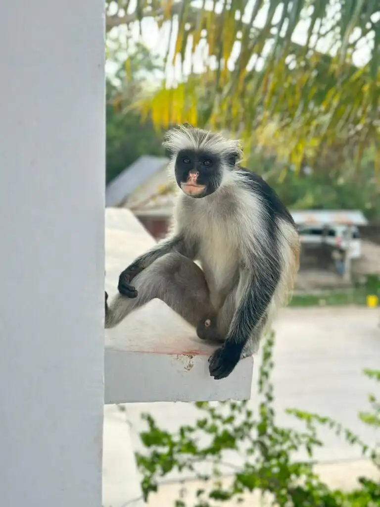 Rare Red Colobus monkey in Jozani Forest Zanzibar.