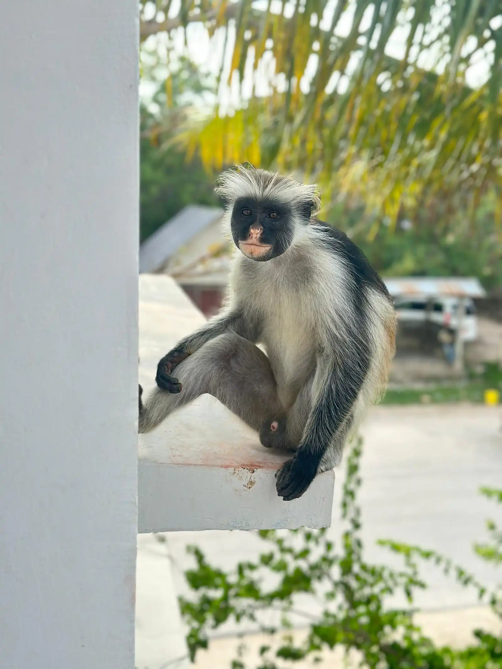 Rare Red Colobus monkey in Jozani Forest Zanzibar.