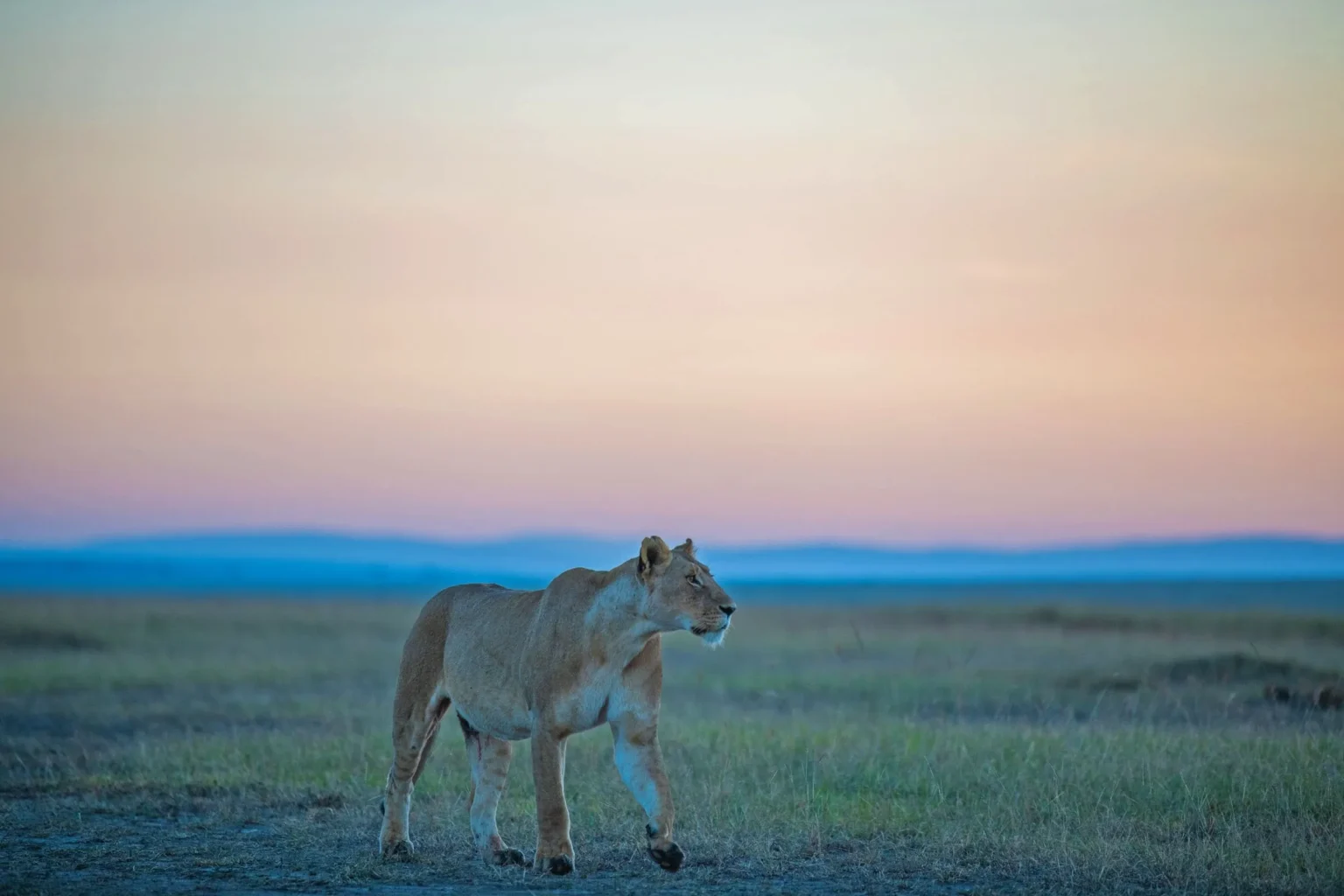 Tanzania Safari Experience