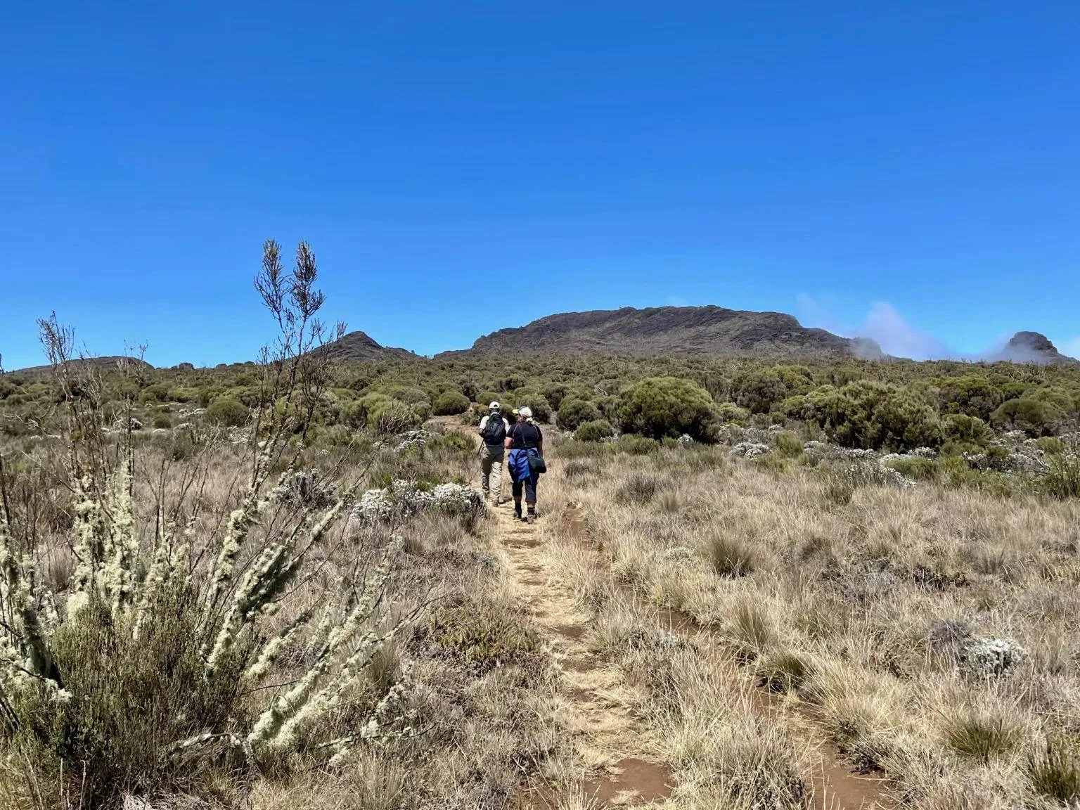 Wide expanse of the Shira Plateau on Kilimanjaro showing the gradual incline favored for high success rates.