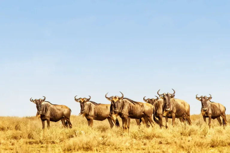 Read more about the article What month is the wildebeest migration?