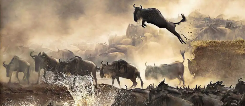 Wildebeest Migration Safari - Tanzania Experience