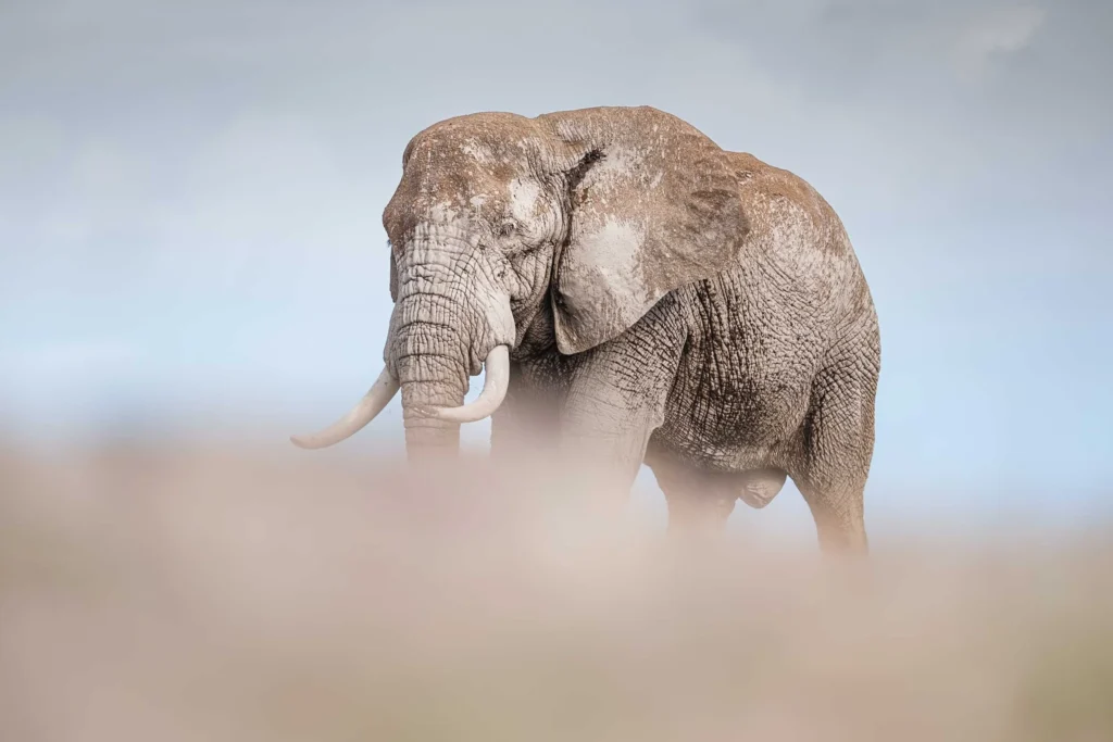 Kenya Safari Tours - Kenya Safari Experience
