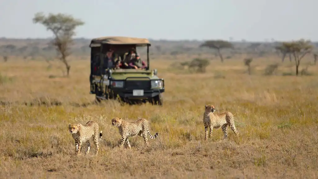 2-Day Luxury Tanzania Safari Tour: Tarangire & Ngorongoro Crater Perfect Tanzania Itinerary 3 Days Safari