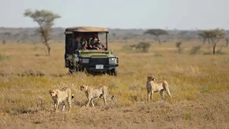 Perfect Tanzania Itinerary 3 Days Safari