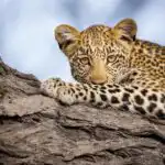 How much does a 4 day safari cost?